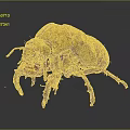 Detailed 3D Rendered Beetle With Brown Yellow Carapace And Leg Details On Gray Background