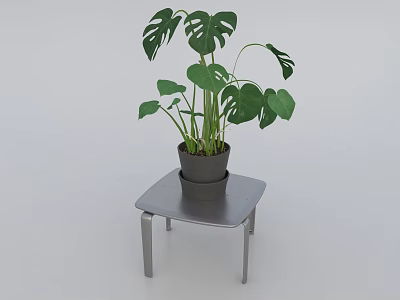 Monstera Potted Plant With Large Green Leaves In Gray Pot On Small Square Table 3d model