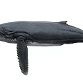 Large Aquatic Whale With Fins Swimming In Deep Ocean Waters