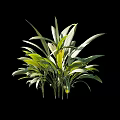 Green Arbor Plant With Fresh Green Leaves Measuring 75cm Height Isolated On Black