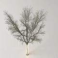 Leafless Tree With Decorative Ornaments Hanging On Branches Against White Background 3d model
