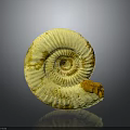 Yellowish White Ammonite Fossil With Spiral Shell Texture And Brown Spots On Gray Background