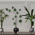 Decorative Indoor Potted Plants with Various Types in White and Black Pots on Wooden Floor