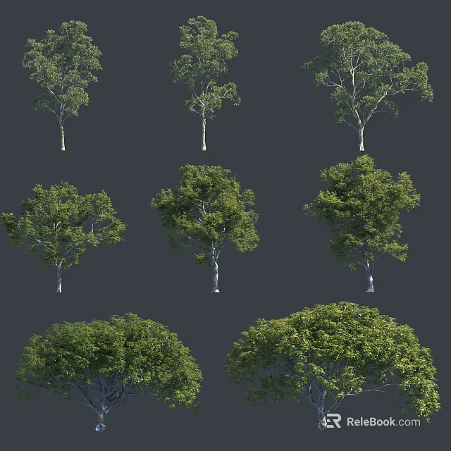 Various Arbor Specimens With Lush Green Foliage Straight Trunks And Diverse Canopy Shapes 3d model 
