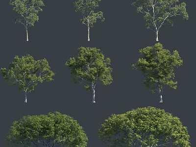 Various Arbor Specimens With Lush Green Foliage Straight Trunks And Diverse Canopy Shapes 3d model