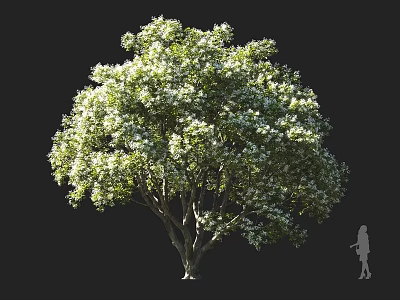 Tall Arbor with Rounded Canopy Lush Green Leaves and White Blossoms Against Dark Background 3d model