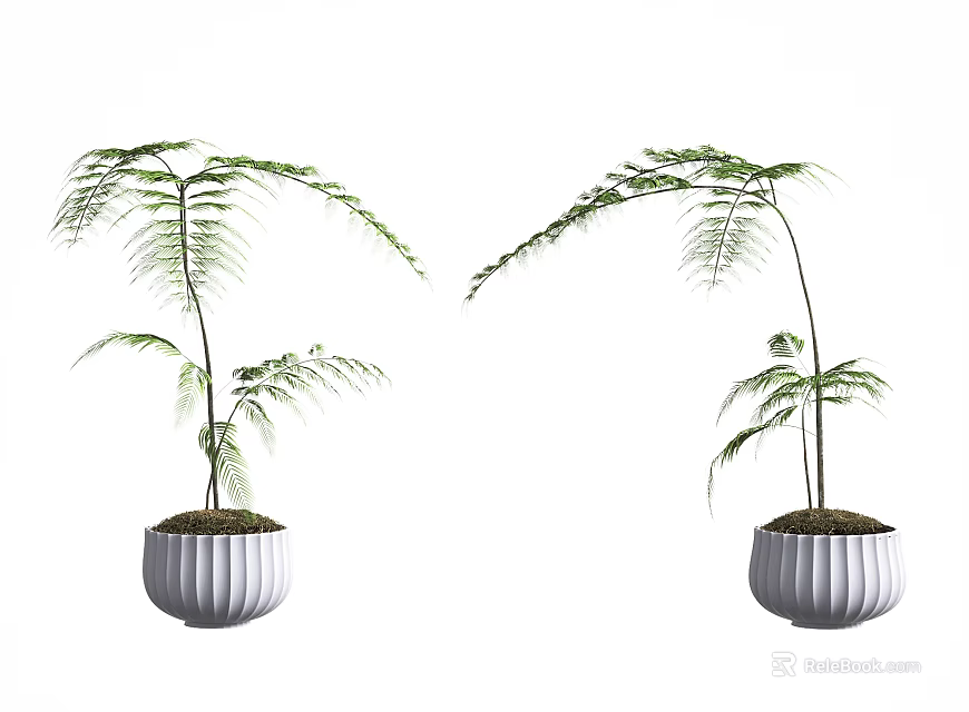 Two Elegant Bonsai Potted Plants With White Pots And Slender Leaves 3d model 
