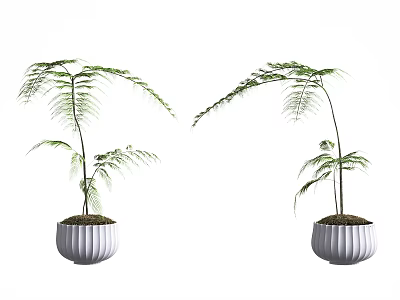 Two Elegant Bonsai Potted Plants With White Pots And Slender Leaves 3d model