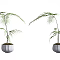 Two Elegant Bonsai Potted Plants With White Pots And Slender Leaves