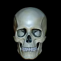 Detailed Human Skull Anatomical Model Medical Equipment For Teaching And Research