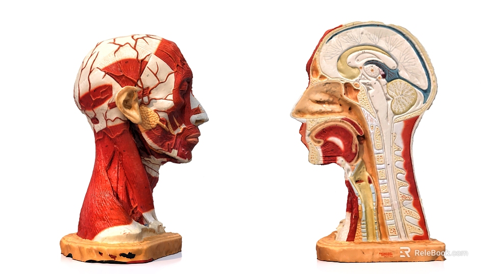 Medical Device Human Head Anatomical Models With Detailed Muscle And Organ Structure For Education 3d model 