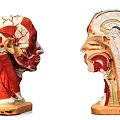 Medical Device Human Head Anatomical Models With Detailed Muscle And Organ Structure For Education