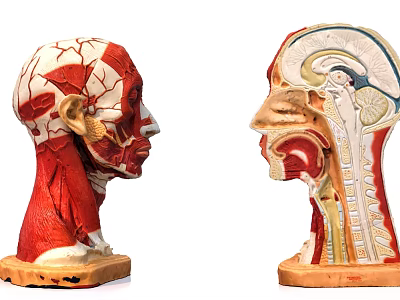Medical Device Human Head Anatomical Models With Detailed Muscle And Organ Structure For Education 3d model