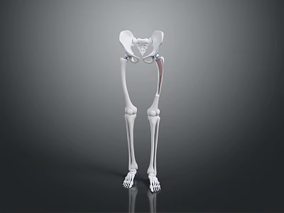 3D Anatomical Model of Human Pelvis and Leg Bones Detailed Structure 3d model
