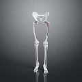3D Anatomical Model of Human Pelvis and Leg Bones Detailed Structure