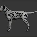 Dalmatian Dog Standing Gracefully With Black Spots On White Fur Against Dark Background