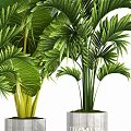 Bonsai Potted Tropical Plants With Lush Green Palm Leaves In Concrete Pots