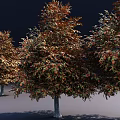 Colorful Deciduous Arbors With Orange Green Foliage And Tall Upright Trunks In Outdoor Space
