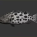 Spotted Fish With Black And White Spots Realistic Appearance On Dark Background