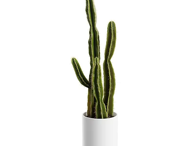 White Cylindrical Vase With Long Green Cactus Stems For Home Interior Decor 3d model