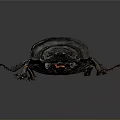 Detailed View Of Dark Beetle With Shiny Exoskeleton And Long Legs