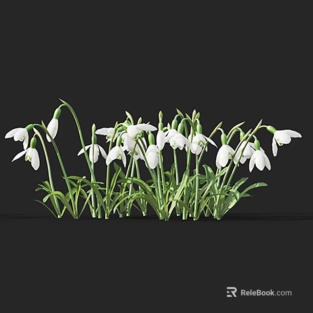 Blooming Snowdrops With White Flowers And Green Stems Leaves Against Black Background 3d model 