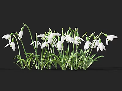 Blooming Snowdrops With White Flowers And Green Stems Leaves Against Black Background 3d model