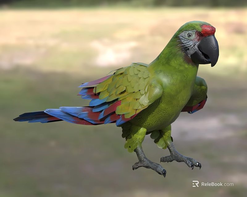 Green Parrot With Colorful Feathers Red Blue Wings Standing In Natural Outdoor Setting 3d model 
