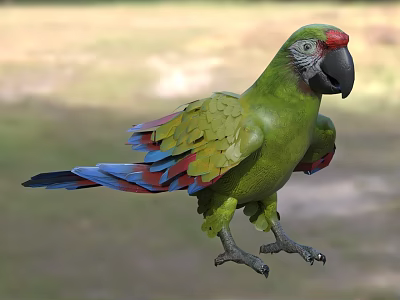 Green Parrot With Colorful Feathers Red Blue Wings Standing In Natural Outdoor Setting 3d model