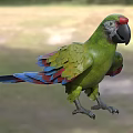 Green Parrot With Colorful Feathers Red Blue Wings Standing In Natural Outdoor Setting