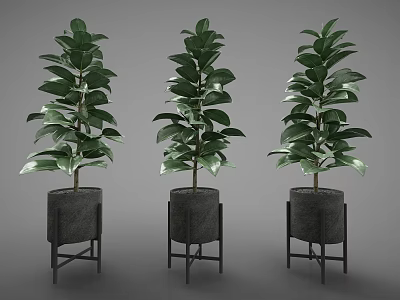 Green Leafy Potted Plants in Black Stand Planters with Lush Foliage 3d model