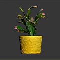 Potted Green Cactus Plant with Pink and Yellow Tips in Yellow Textured Pot