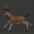 Realistic Brown Deer Running With Large Antlers On Gray Background