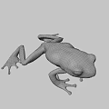 Green Flying Frog With Large Eyes Slim Body And Webbed Feet In Natural Habitat