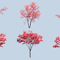 Ornamental Trees Featuring Red Pink Foliage In Various Styles For Landscape Design