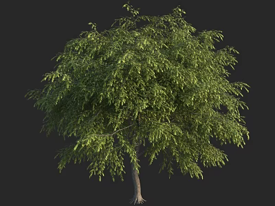 Lush Green Tree With Dense Foliage And Sturdy Trunk In Natural Form 3d model