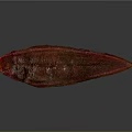 Vibrant Red Elongated Fish With Shiny Texture Displayed Against Gray Background