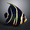 Colorful Angelfish With Black Yellow White Stripes And Vibrant Fins On Dark Background