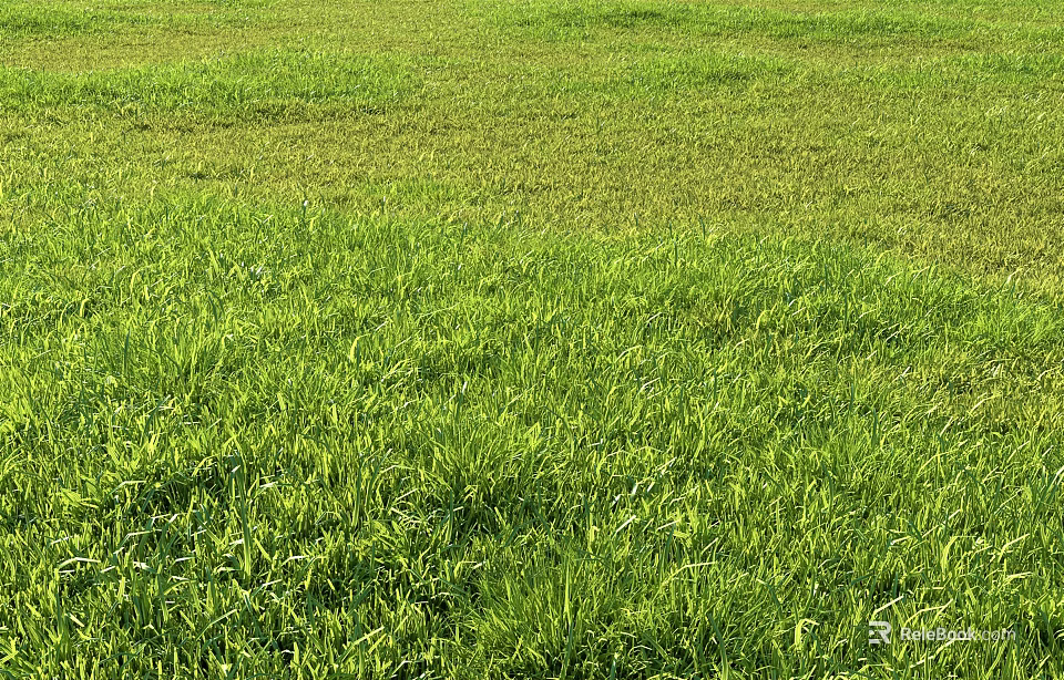 Lush Vibrant Green Grass Field In Sunlit Open Area With Fresh Natural Texture 3d model 