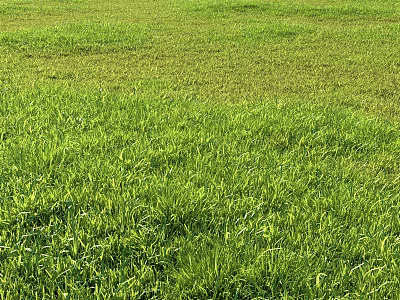 Lush Vibrant Green Grass Field In Sunlit Open Area With Fresh Natural Texture 3d model