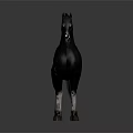 Black Horse With White Face And White Legs Standing On Gray Background