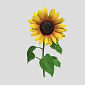 Bright Yellow Sunflower Plant With Brown Disc And Green Leaves On Green Stem