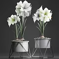 White Amaryllis Flowers In Black Geometric Pot With Pebbles And Green Stems