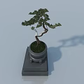 Small Green Leaf Bonsai Tree in Black Pot with Square Base on Light Background
