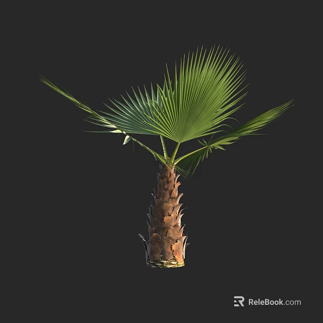 Isolated Tropical Palm Tree with Lush Green Fronds and Brown Trunk 3d model 