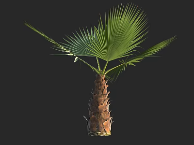 Isolated Tropical Palm Tree with Lush Green Fronds and Brown Trunk 3d model