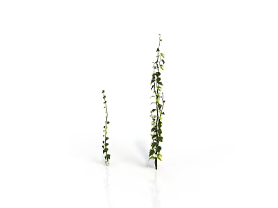 Decorative Green Vine Plants With Two Different Heights And Leafy Branches 3d model