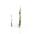 Decorative Green Vine Plants With Two Different Heights And Leafy Branches 3d model