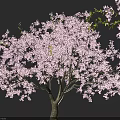 Stunning Pink Flowering Tree with Lush Branches and Abundant Blossoms Against Black Background