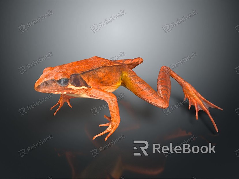 Frog Frog Frog Poison Frog Game Frog Reptile Cold Blooded Animal Reptile Reptile model